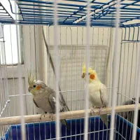 یک جفت پرنده عروس هلندی بدون قفس