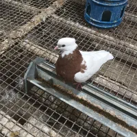 یک جفت طوق سرخ|پرنده|کرخه, |دیوار