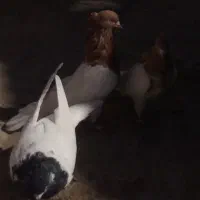 کله زرد و سیاه|پرنده|چگنی, |دیوار