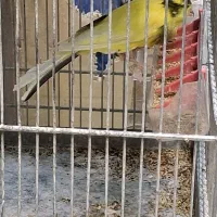 قناری رسمی بلند