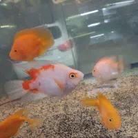 ماهی اکواریوم دیسکس کالر فلاور گوپی|ماهی|تهران, مولوی|دیوار