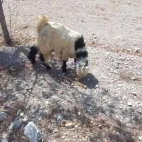 سلام ۳ عد بیگ و یک عدد بز به فروش میرسد|حیوانات مزرعه|فولادشهر, مسکن مهر فولادشهر|دیوار