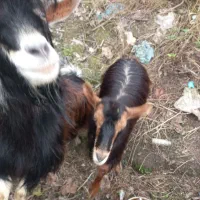 بز نرماده اهلی|حیوانات مزرعه|لولمان, |دیوار