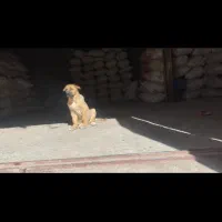 سگ گمشده|حیوانات|دهگلان, |دیوار