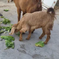 چهار عدد بز