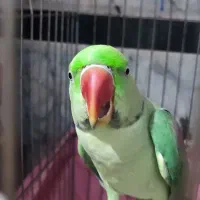 شاه طوطی نر|پرنده|ایرانشهر, |دیوار