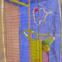 مرغ عشق سالم سرحال