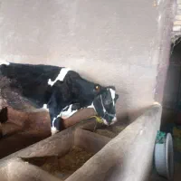 گاو هلشتاین