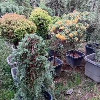 تولیدی گل و گیاه (فضای سبز)|خدمات باغبانی و درختکاری|تنکابن, |دیوار