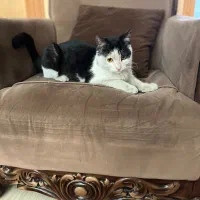 گربه ماده عقیم شده