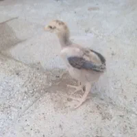 جوجه لاری