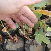 فروش نهال انگور موندراپ|خدمات باغبانی و درختکاری|جوین, |دیوار