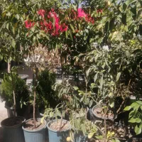 درخت|گل و گیاه طبیعی|شیراز, شهرک گلستان|دیوار