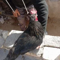 خروس سیاه