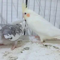 عروس هلندی جفت با تخم