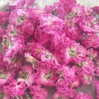 گل محمدی