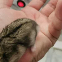 همستر|موش و خرگوش|اندیشه, پرنیان|دیوار