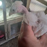 جوجه مرغ|حیوانات مزرعه|قم, ولیعصر|دیوار