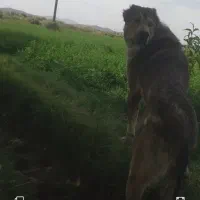 سگ‌گمشده|حیوانات|بناب, |دیوار