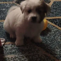 توله سگ|سگ|تهران, فلسطین (میدان انقلاب)|دیوار