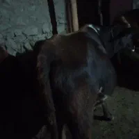 گاو|حیوانات مزرعه|هوراند, |دیوار