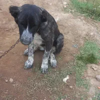 فروش. سگ نگهبان ماده