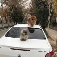 سگ نر پامر خرسی بالغ|سگ|اصفهان, خانه اصفهان|دیوار