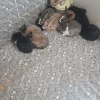 ۱۰ عدد خرگوش|موش و خرگوش|بیرجند, |دیوار