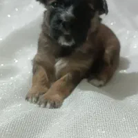 پامر اشپیتز|سگ|تهران, مینای شمالی (مخبر)|دیوار