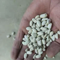 لوبیا سفید|خوردنی و آشامیدنی|گیان, |دیوار