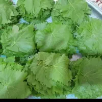 برگ انگور دلمه ای