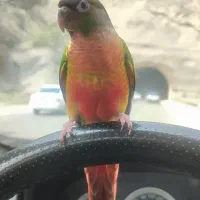 گرینچیک یلوساید دبل رد فول دستی سخنگو