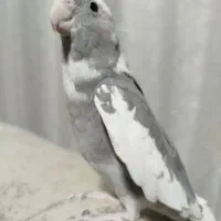 عروس هلندی وایت فیس سخنگو