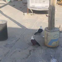 ماده مخمل قهوه ای|پرنده|فلاورجان, |دیوار