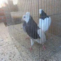 طوقی کلای پالخت|پرنده|رابر, |دیوار