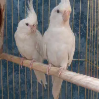 گرینچیک آرا راهب عروس هلندی طوطی|پرنده|گلبهار, شهر جدید گلبهار|دیوار