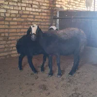 میش شال با بره ۲۰ کیلویی