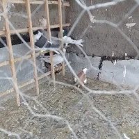 کبوتر پرشی میزان