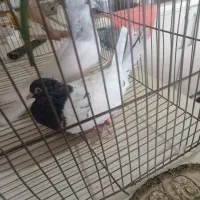 کله ای|پرنده|بم, |دیوار