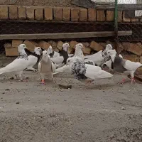 طوقی مشکی آجری زرد  سرکه ای    نر پلاکی