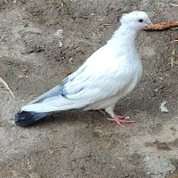 کبوتر دم سبز