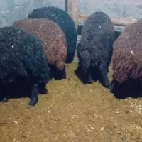 ۶بره‌مناسب‌براپرواربندی|حیوانات مزرعه|سراب, |دیوار