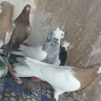 کبوتر به فروش می رود
