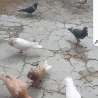 کبوتر پلاکی طوقی دم سفید