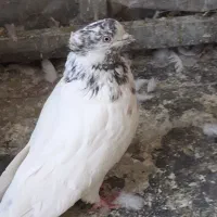 فروش کبوتر
