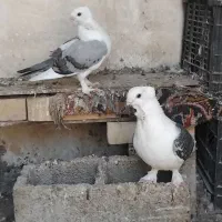 ۳عدد کبوتر زینتی