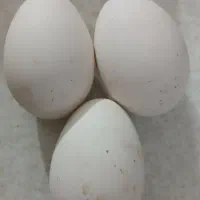 تخم نطفه دار قوغاز|حیوانات مزرعه|سبزوار, هویزه|دیوار