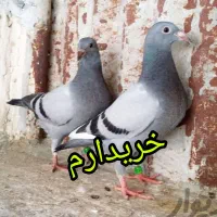 جوجه پلاکی