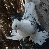 چند جفت کبوتر|پرنده|بم, |دیوار