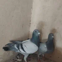 کفتر پلاکی|پرنده|شیراز, گویم|دیوار